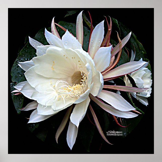 Póster Flor De Cactus Epifitas (Frente)