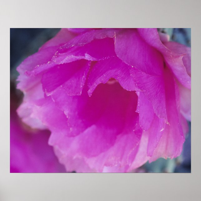 Póster Flor de cactus erizo rosa (Echinocereus (Frente)