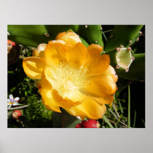 Póster Flor de Cactus florece en Naranja