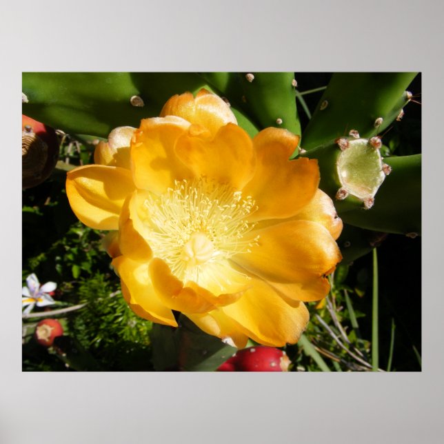 Póster Flor de Cactus florece en Naranja (Frente)