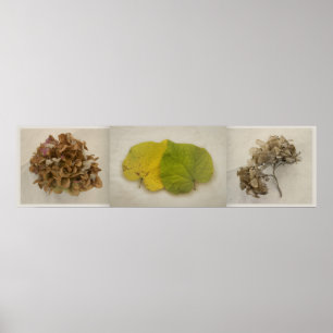 Póster flor de caída tryptich