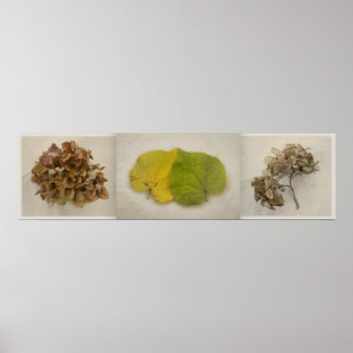 Póster flor de caída tryptich