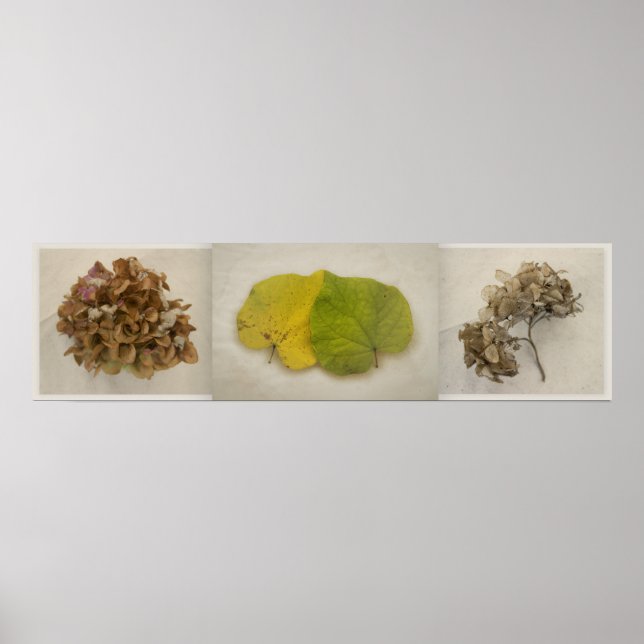 Póster flor de caída tryptich (Frente)