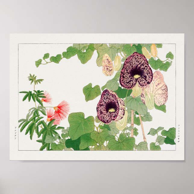 Póster Flor de calico en polvos de Tanigami Konan (Frente)
