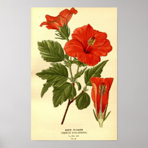 Póster Flor de calzado de Hibiscus Rojo Vintage