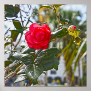 Póster Flor de Camelia Roja y Capullo