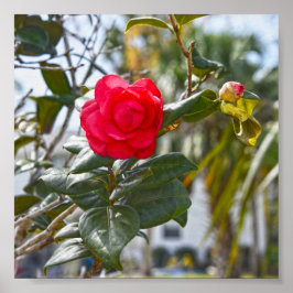 Póster Flor de camellia roja de cerezo y Bud