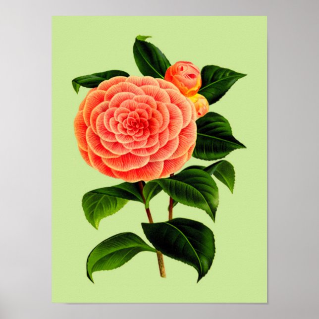 Póster Flor de camellia vintage #2 (Frente)