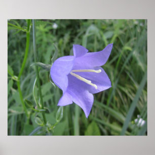 Póster Flor de campana