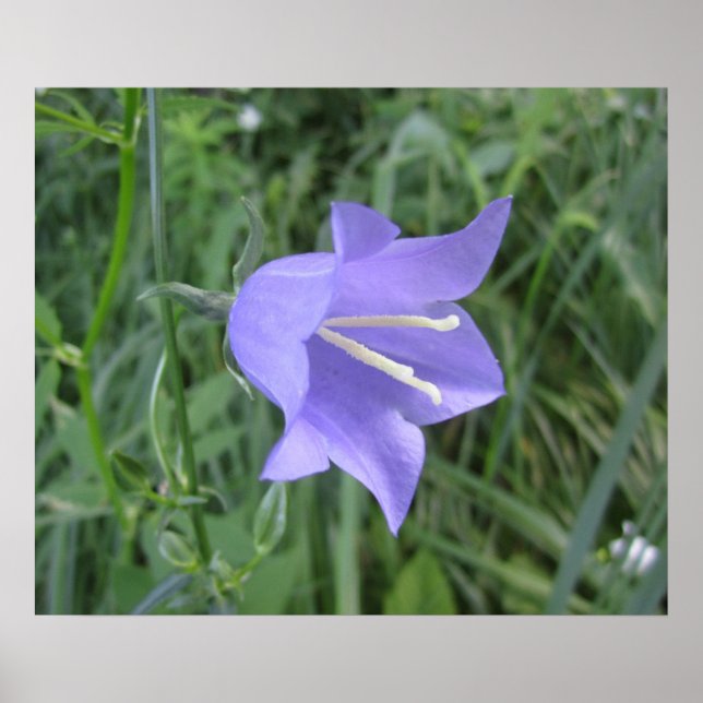 Póster Flor de campana (Frente)