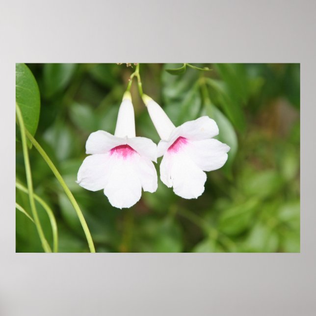 Póster Flor de campana de boda (Frente)