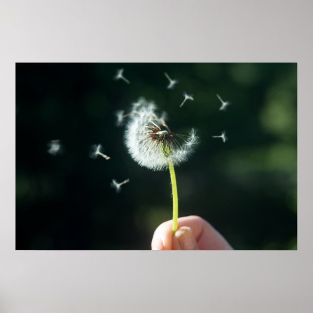 Póster Flor de candelio (Frente)