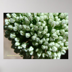 Póster Flor de cebolla