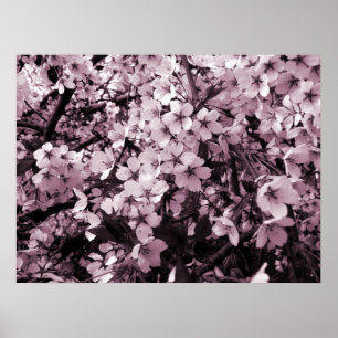 Póster Flor de cerezo