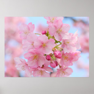 Póster Flor de cerezo