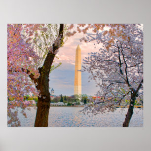 Póster Flor de Cerezo