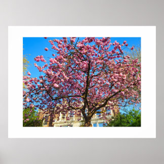 Póster Flor de cerezo 