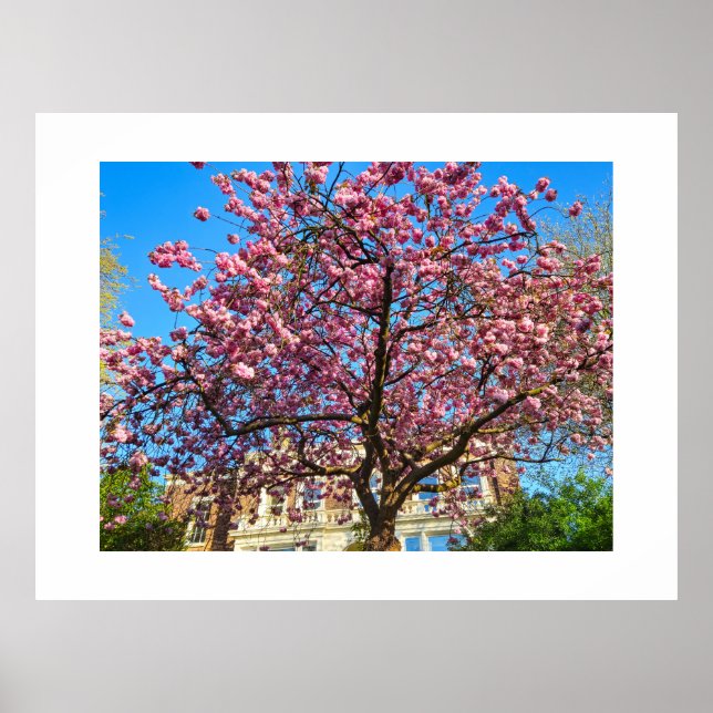 Póster Flor de cerezo  (Frente)