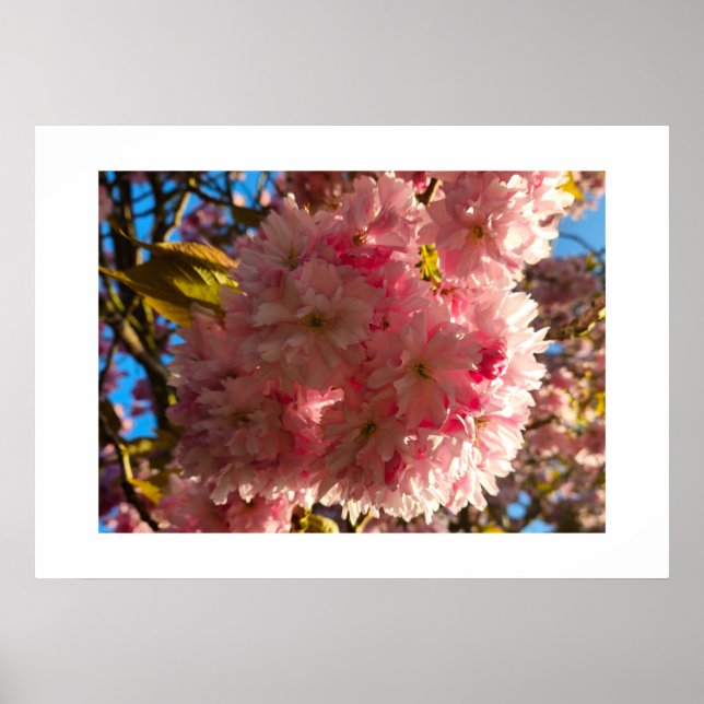 Póster flor de cerezo  (Frente)