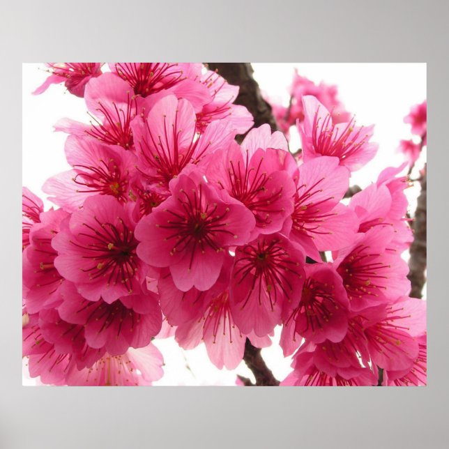 Póster Flor de cerezo (Frente)