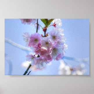 Póster flor de cerezo