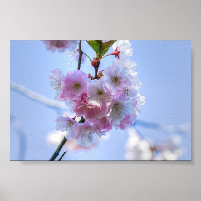 Póster flor de cerezo (Frente)