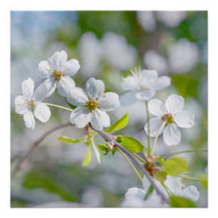 Póster Flor de cerezo blanco
