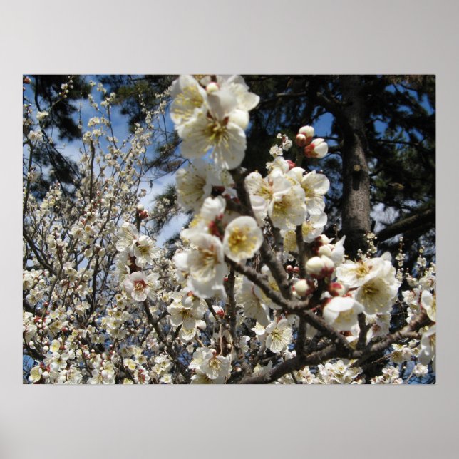 Póster Flor de cerezo blanco / サ・(桜) Sakura/Sakura de cer (Frente)