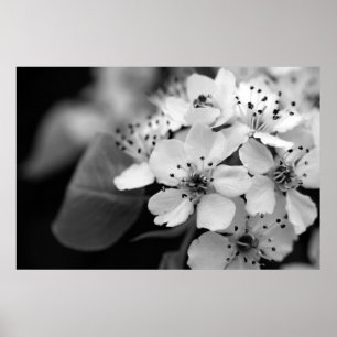 Póster Flor de cerezo blanco y negro