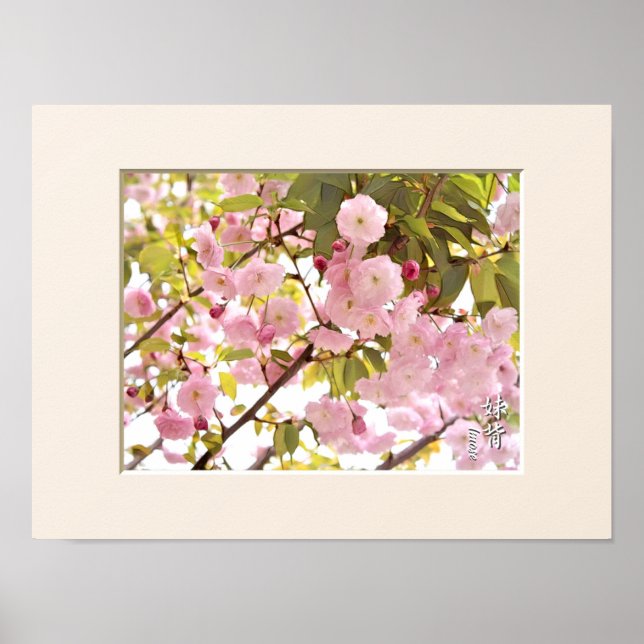 Póster Flor de cerezo doble: Imose (Frente)