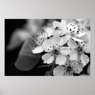 Póster Flor de cerezo negro y blanco