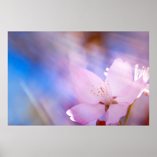 Póster Flor de cerezo rosa (Frente)