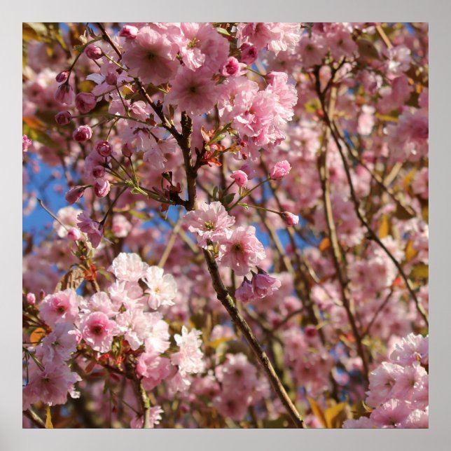 Póster Flor de cerezo rosa de primavera (Frente)