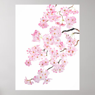 Póster Flor de cerezo rosa delgada acuarela 2024 2