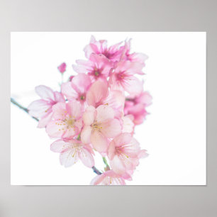 Póster Flor de cerezo rosa y blanco de Sakura