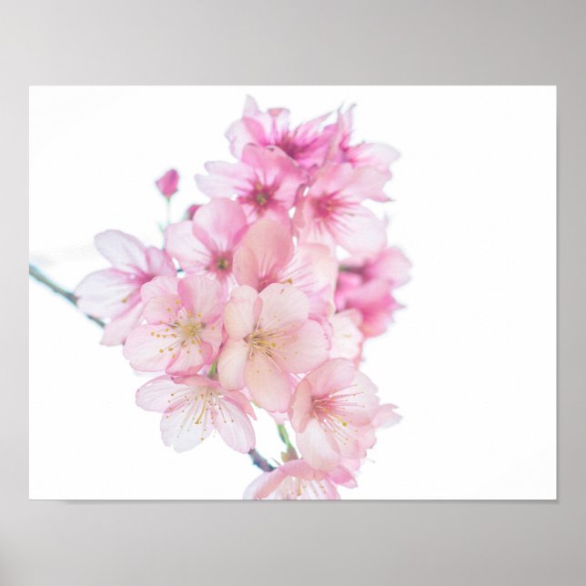 Póster Flor de cerezo rosa y blanco de Sakura (Frente)