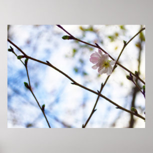 Póster Flor de cerezo Sakura en una rama