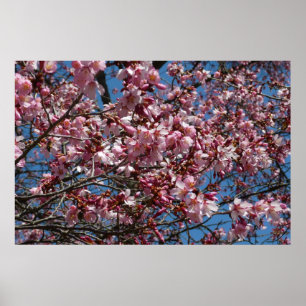 Póster Flor de Cerezo y Cielo Azul Floral de Primavera