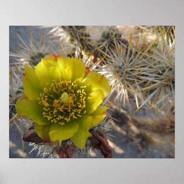 Póster Flor de Cholla Cactus (Frente)