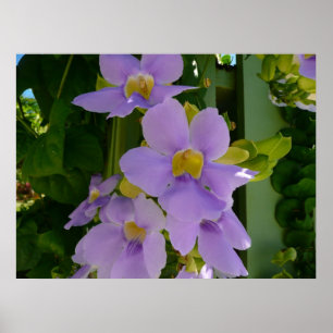 Póster Flor de cielo enredadera tropical floral púrpura