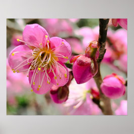 Póster Flor de ciruelo en primer plano