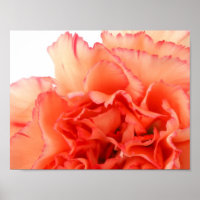 Flor de clavel coral