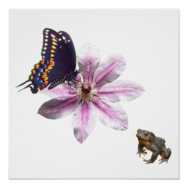 Póster Flor de clematis y mariposa de cerda negra (Anverso)