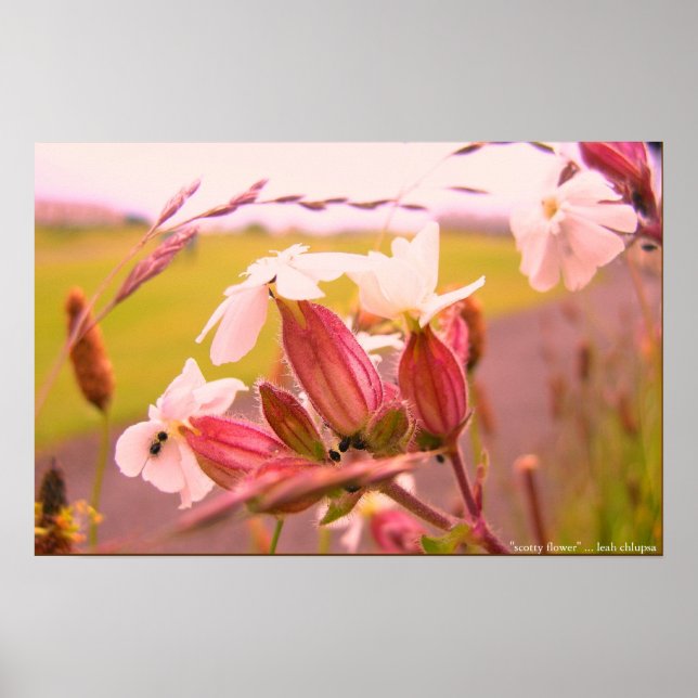 Póster flor de codorniz (Frente)