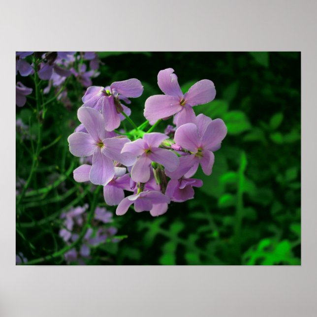 Póster Flor de cohetes de Dame (Frente)