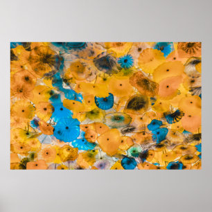 Póster Flor de color amarillo y azul