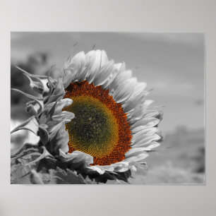 Póster Flor de color parcial de girasol