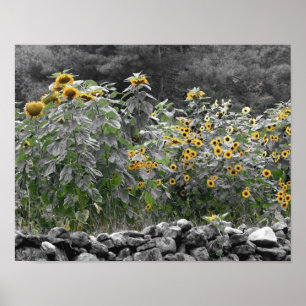 Póster Flor de color parcial del jardín de girasoles