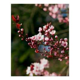 Póster Flor de color rosa en la cálida luz del verano