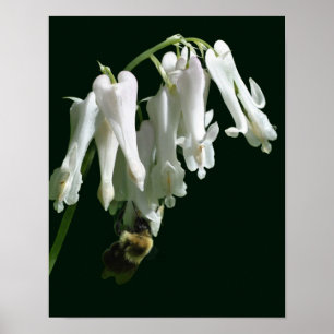 Póster Flor De Columba Blanca Y Abeja De Burbuja